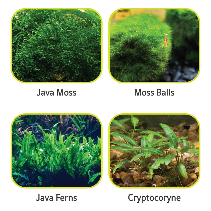 Aqueon Plant and Shrimp Substrate