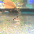 Bandit Cory