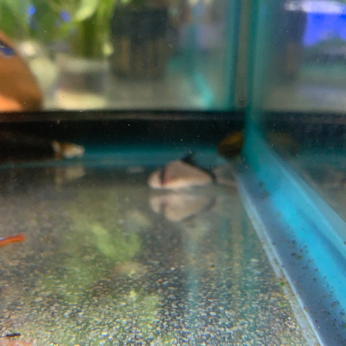 Bandit Cory