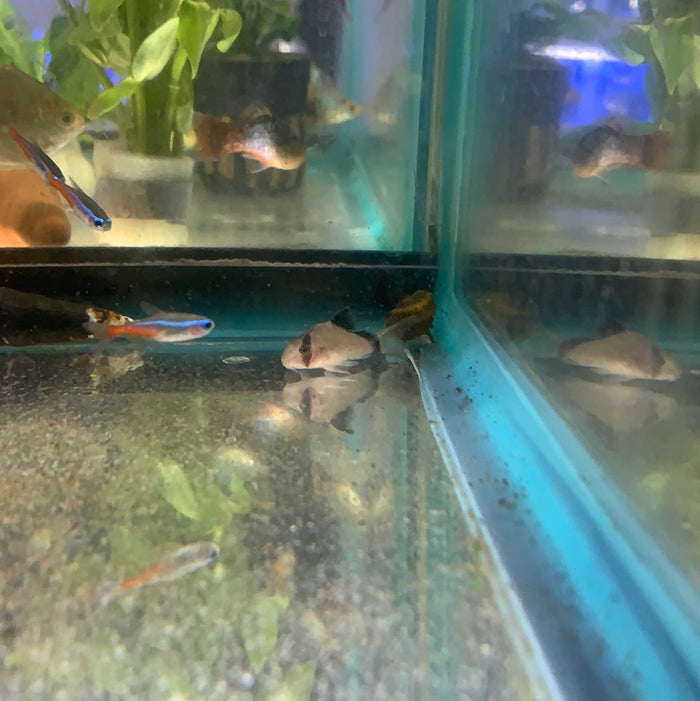 Bandit Cory