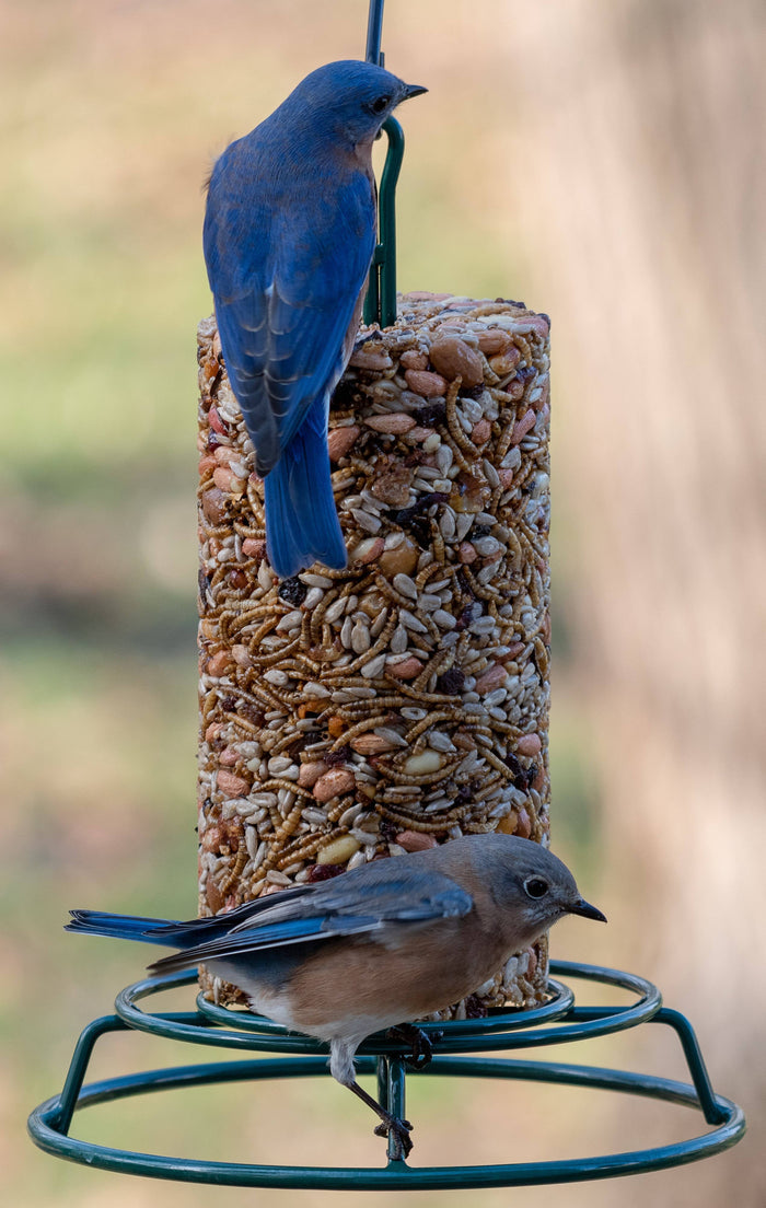 Mr Bird - EZFeeder