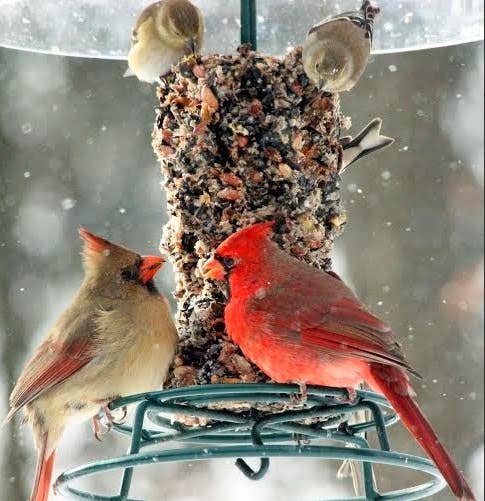 Mr Bird - EZFeeder