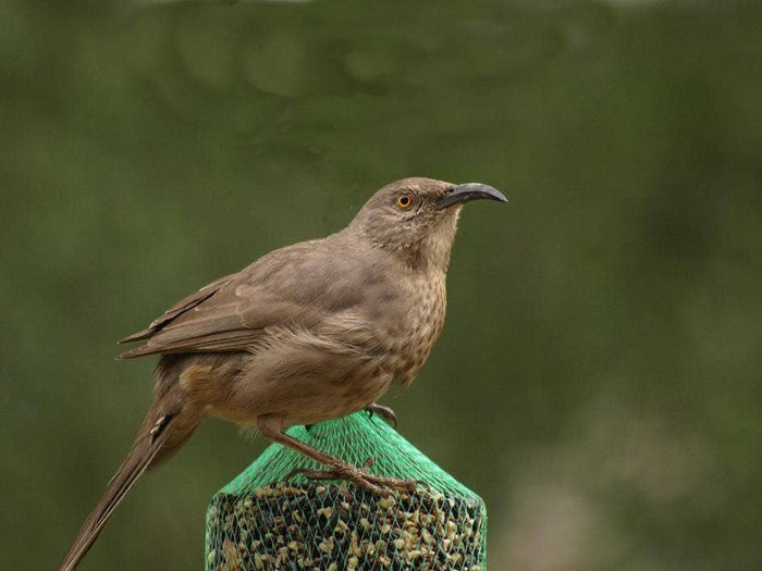 Mr Bird - WildBird Feast Cylinder - Small